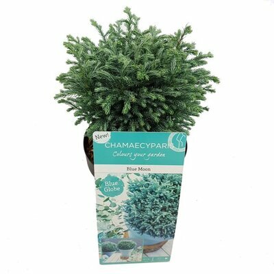 Chamaecyparis 'Blue Moon' (3L pot)