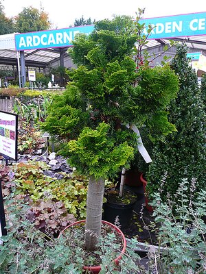 Chamaecyparis 'Nana Gracilis' Standard - Photo taken at AGC, Boyle - 17/10/2025