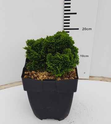 Chamaecyparis "Nana Gracilis"  - Image courtesy of Pannebakker