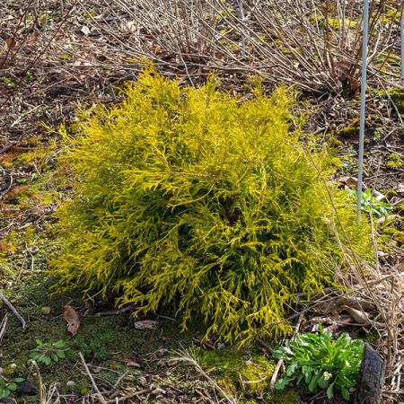 Chamaecyparis P. “Sungold” - Photo by F. D. Richards (CC BY-SA 2.0)