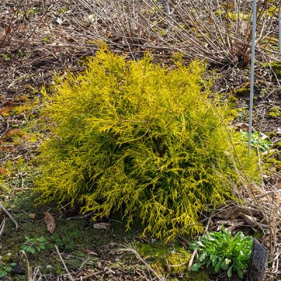 Chamaecyparis P. “Sungold” - Photo by F. D. Richards (CC BY-SA 2.0)