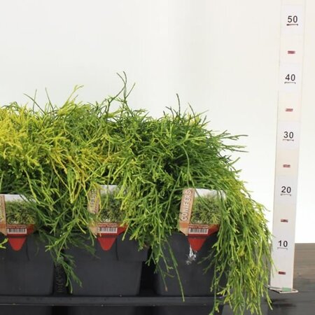 Chamaecyparis 'Sungold' - Image courtesy of Pannebakker