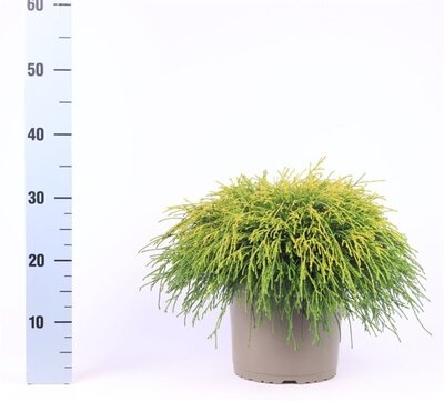 Chamaecyparis p. 'Sungold' (5L pot)