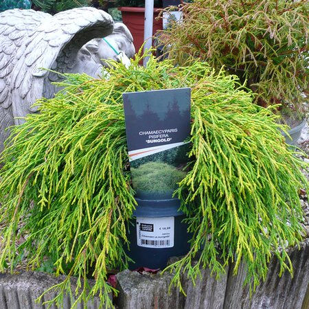 Chamaecyparis P. “Sungold” - Photo taken at AGC, Boyle - 17/10/2025