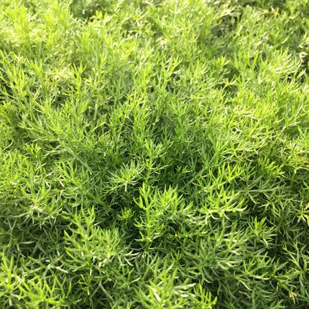 Chamaemelum 'Treneague' - Image courtesy of Schram Plants