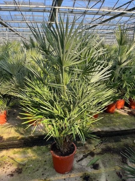 Chamaerops Humilis - Image courtesy of Impulse Plants