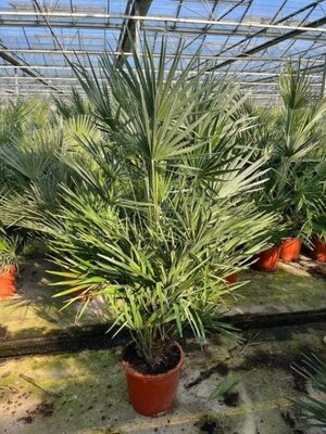 Chamaerops Humilis - Image courtesy of Impulse Plants