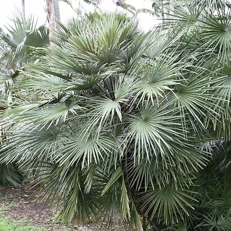 Chamaerops Humilis - Photo by David J. Stang (CC BY-SA 4.0)