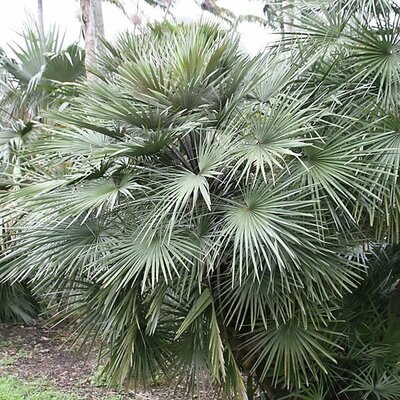 Chamaerops Humilis (7L pot)