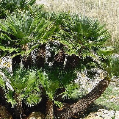 Chamerops 'Vulcano' - Photo by tato grasso (CC BY-SA 2.5)