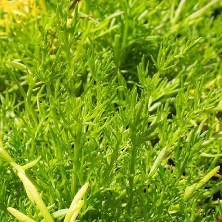 Chamomile treneague (lawn) - Public image under fair use