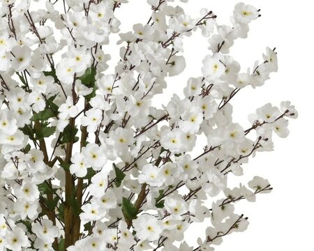 Cherry blossom on foot -Image courtesy of Kaemingk