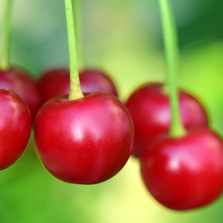 Cherry 'Morello' - Image by Leopictures from Pixabay 