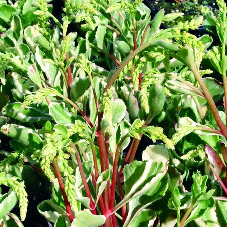 Chiastophyllum opp. 'Frosted Jade' - Image courtesy of Schram Plants