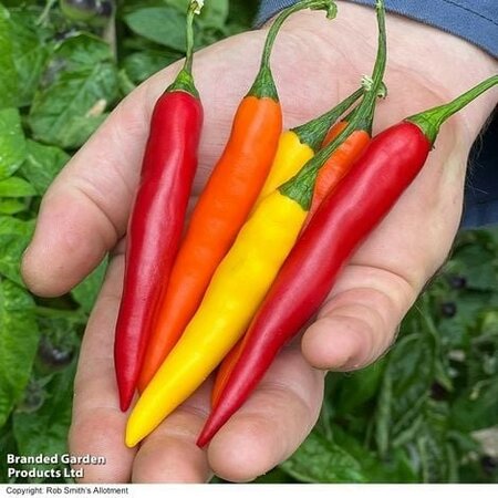 Chilli Fiesta Sunset - Image courtesy of Thompson & Morgan