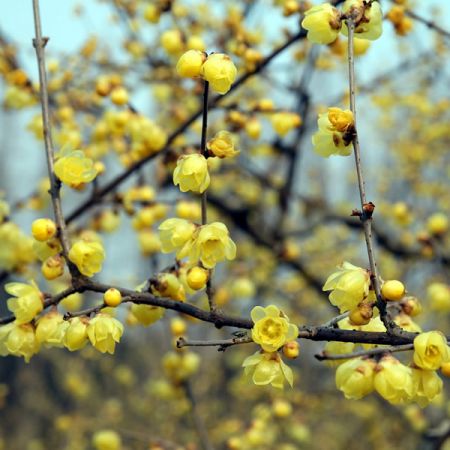 Chimonanthus praecox - Image by Jingwu Kang from Pixabay 