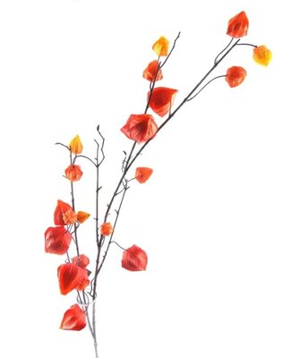 Image courtesy of Sage Decor