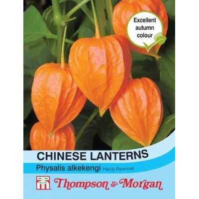 Chinese Lanterns (Physalis gigantea) - Image courtesy of T&M