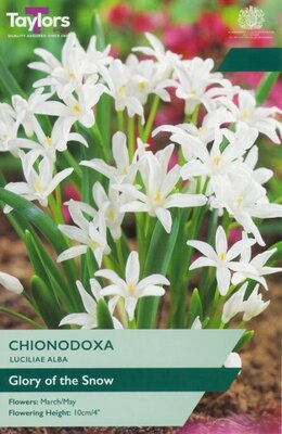 Chionodoxa Luciliae Alba - Image courtesy of Taylor's Bulbs