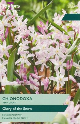Chionodoxa Pink Giant - Image courtesy of Taylor's Bulbs