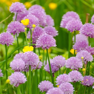 Chives - Image by PublicDomainPictures from Pixabay  