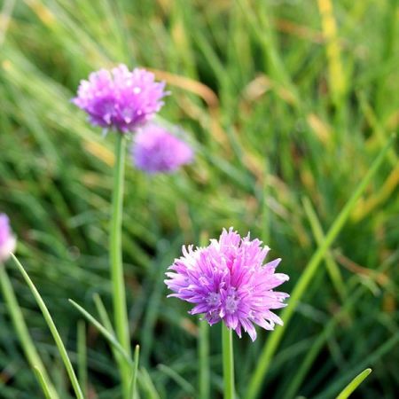 Chives (9cm pot)