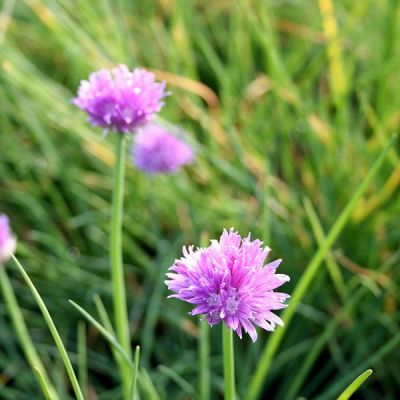 Chives (9cm pot)