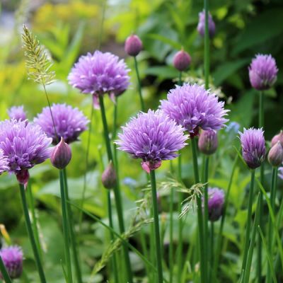 Chives - Image by Leonie Schoppema from Pixabay 