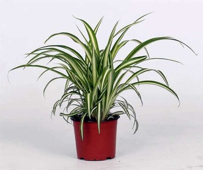 Chlorophytum 'Variegatum' (12cm pot)