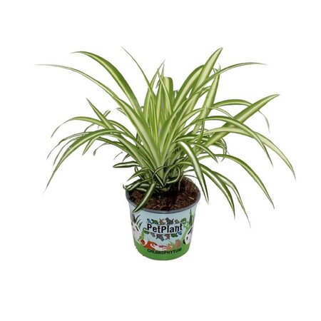 Chlorophytum 'Variegatum' - Image courtesy of Plantline