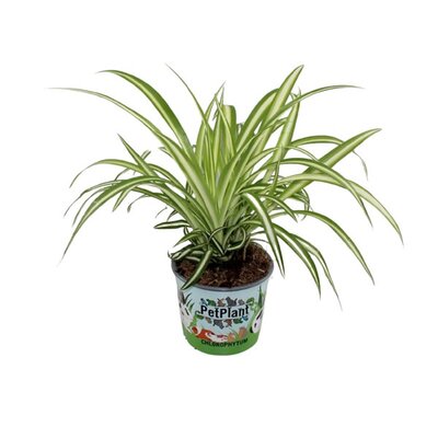 Chlorophytum 'Variegatum' - Image courtesy of Plantline
