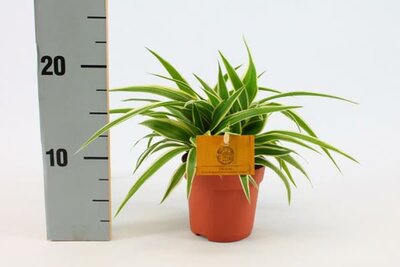 Chlorophytum 'Ocean' (10.5cm pot)