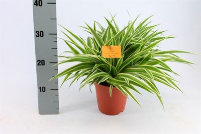 Chlorophytum 