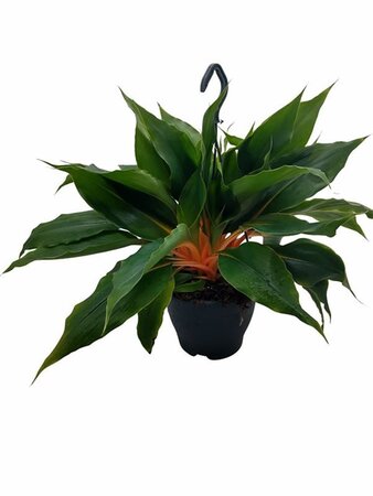 Chlorophytum 'Princess Mabel' - Image courtesy of Pannebakker