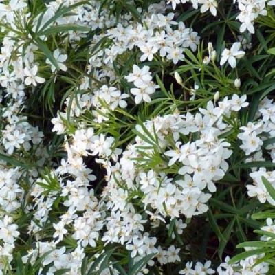 Choisya 'Aztec Pearl' (3L pot)