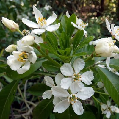 Choisya Ternata - Image by DEZALB from Pixabay 
