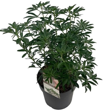 Choisya ternata 'Greenfingers' - Image courtesy of Pannebakker