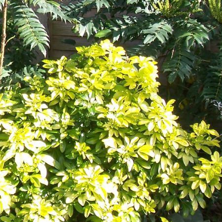 Choisya ternata Sundance - Photo by Leonora (Ellie) Enking (CC BY-SA 2.0)