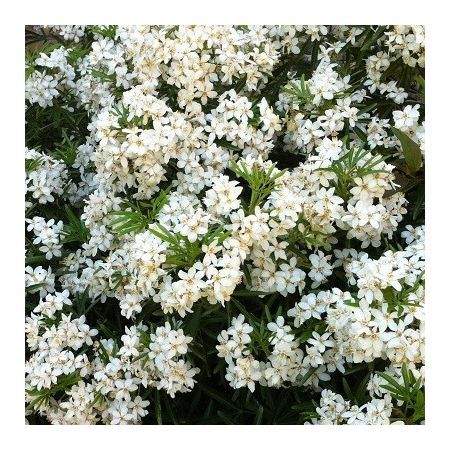 Choisya "White Dazzler" - Photo by Leonora (Ellie) Enking (CC BY-SA 2.0)