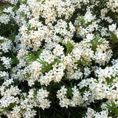 Choisya 'White Dazzler' (5L pot)