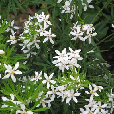 Choisya 'White Dazzler' (3L pot)