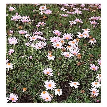 Chrysanthemum Frutescens Pink - Photo by Yercaud-elango (CC BY-SA 4.0)