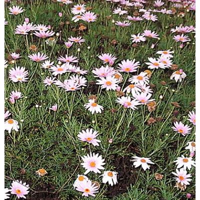 Chrysanthemum Frutescens Pink - Photo by Yercaud-elango (CC BY-SA 4.0)