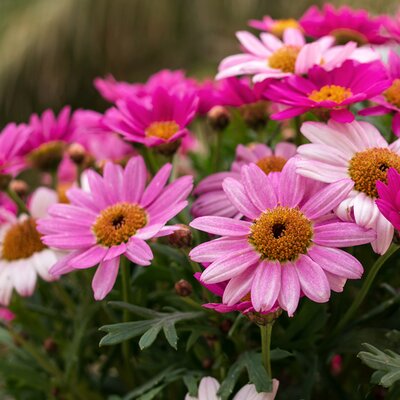 Chrysanthemum frutescens pink (3L pot)