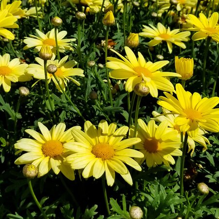 Chrysanthemum frutescens yellow - Public Domain Image