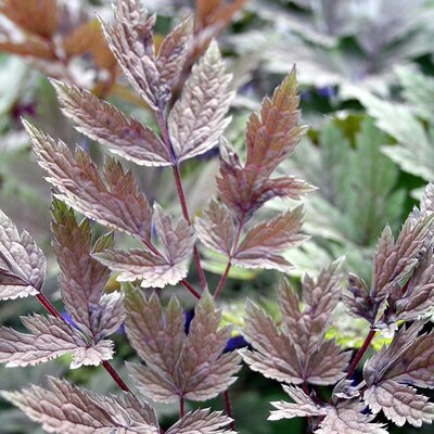 Cimicifuga 'Chocaholic' - Image courtesy of Schram Plants