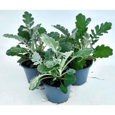 Senecio Cineraria 'Silver Dust' - Image courtesy of Ben Vista