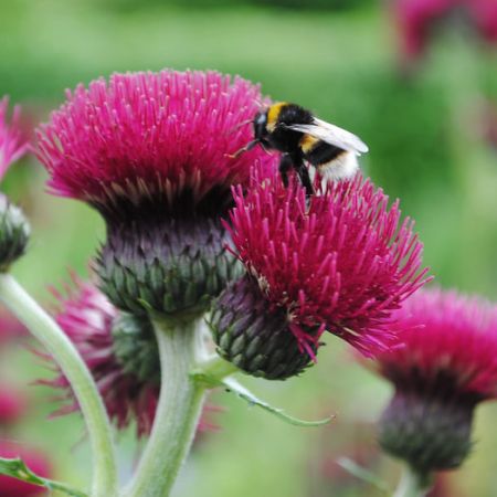 Cirsium Atropurpureum - Photo by Mark (CC BY-SA 2.0)