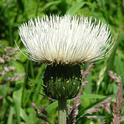 Cirsium “Frosted Magic” - Photo by Anne Burgess (CC BY-SA 2.0)