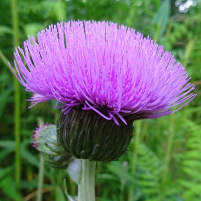 Cirsium “Trevors Blue Wonder”  - Photo by Anne Burgess (CC BY-SA 2.0)